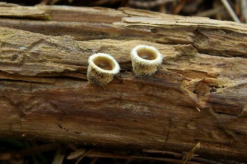 woolly bird's nest fungus