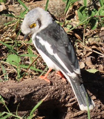 Prionops plumatus poliocephalus