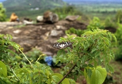 Graphium leonidas leonidas
