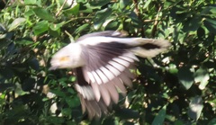 Prionops plumatus poliocephalus