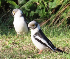 Prionops plumatus poliocephalus