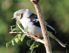 Prionops plumatus poliocephalus
