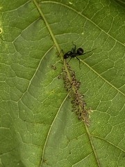 Periphyllus lyropictus