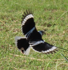 Prionops plumatus poliocephalus