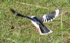 Prionops plumatus poliocephalus