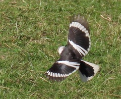 Prionops plumatus poliocephalus