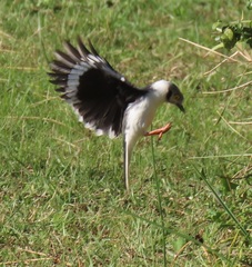 Prionops plumatus poliocephalus