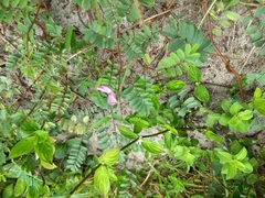 Tephrosia purpurea
