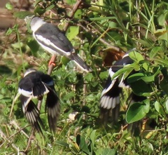 Prionops plumatus poliocephalus