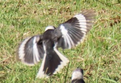 Prionops plumatus poliocephalus