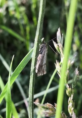 Thisanotia chrysonuchella