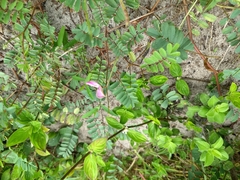 Tephrosia purpurea