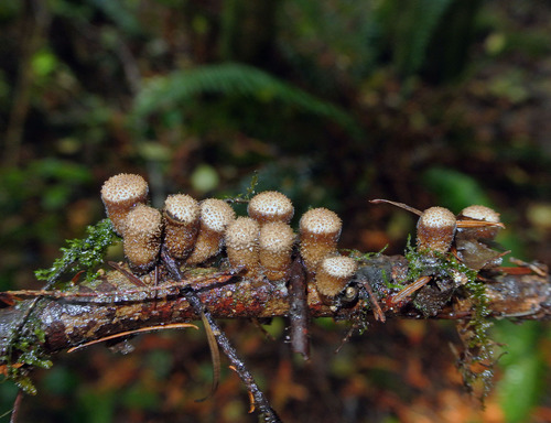 jellied bird's nest fungus