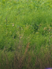 Spiza americana