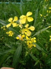 Raphanus raphanistrum