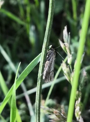 Thisanotia chrysonuchella