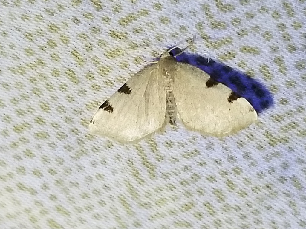 Three-spotted Fillip from Woodbine, MD 21797, USA on June 12, 2020 at ...