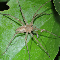 Dolomedes sulfureus