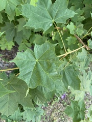 Acer
