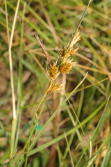 Carex leporina