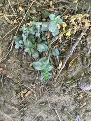 Veronica serpyllifolia