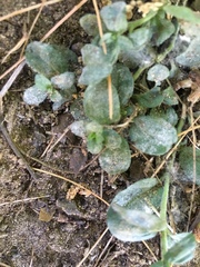 Veronica serpyllifolia