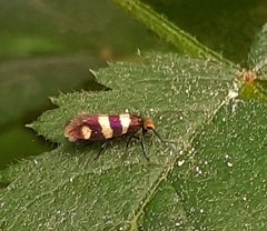 Micropterix aureatella