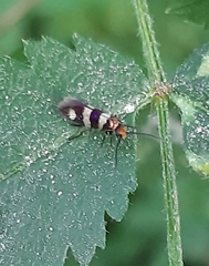 Micropterix aureatella