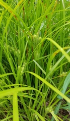 Carex frankii