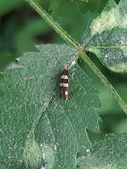 Micropterix aureatella