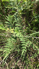 Glycyrrhiza lepidota