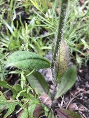 Hieracium marianum