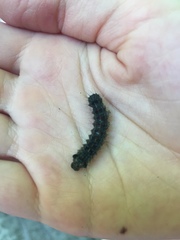 Lymantria dispar