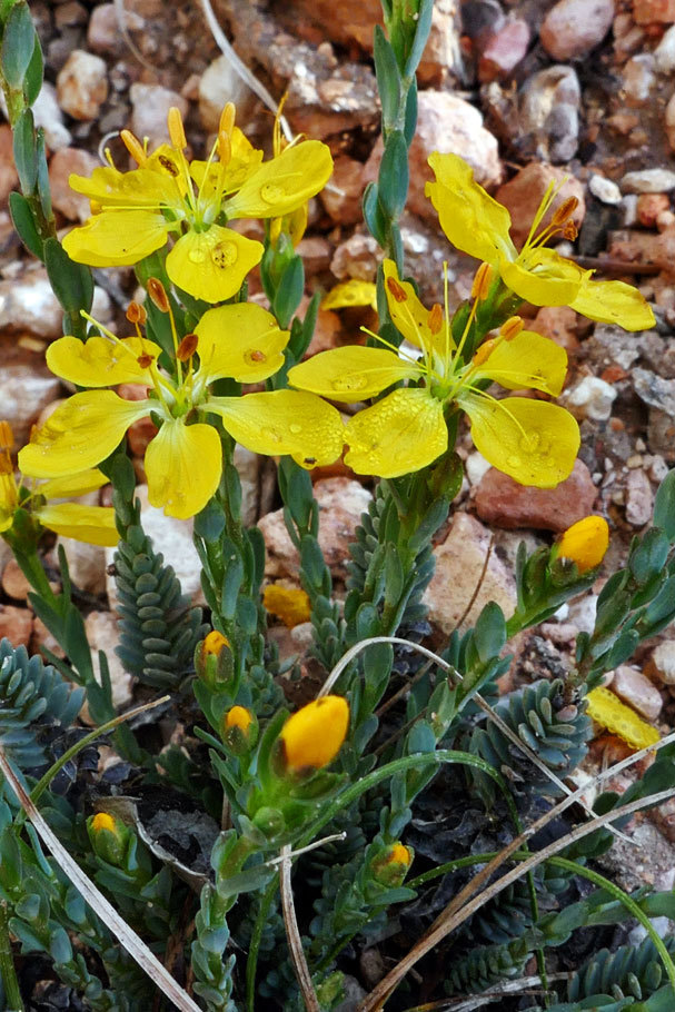 Linum kingii