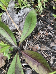 Hieracium marianum