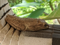 Osteopilus septentrionalis