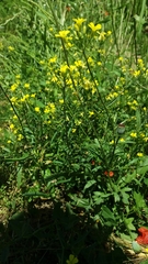 Bunias erucago
