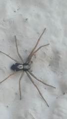 Pulchellodromus pulchellus