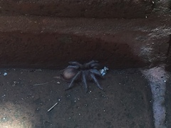 Brachypelma