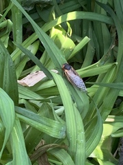 Magicicada septendecim