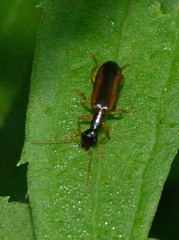 Leptotrachelus dorsalis