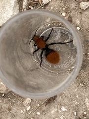Dasymutilla calorata