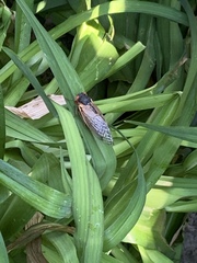 Magicicada septendecim