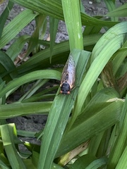 Magicicada septendecim