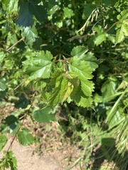 Magnoliopsida