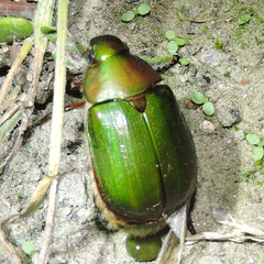 Anomala albopilosa albopilosa