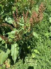 Rumex
