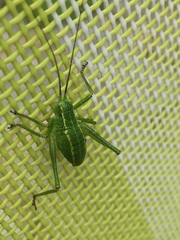 Barbitistes constrictus