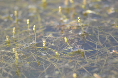 Potamogeton trichoides