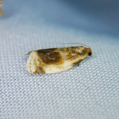 Clepsis melaleucanus